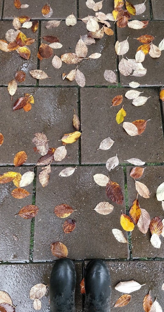 Fallen leaves by roachling