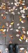 30th Sep 2020 - Fallen leaves