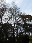 1st Oct 2020 - Almost-silhouetted trees