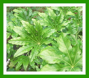 1st Oct 2020 - Some Fatsia leaves.