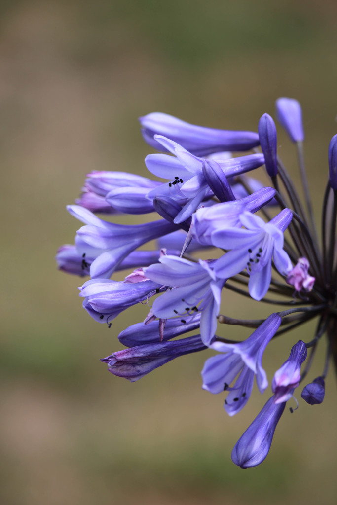 Agapanthus  by goosemanning