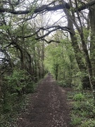 18th Apr 2020 - Woodland path 