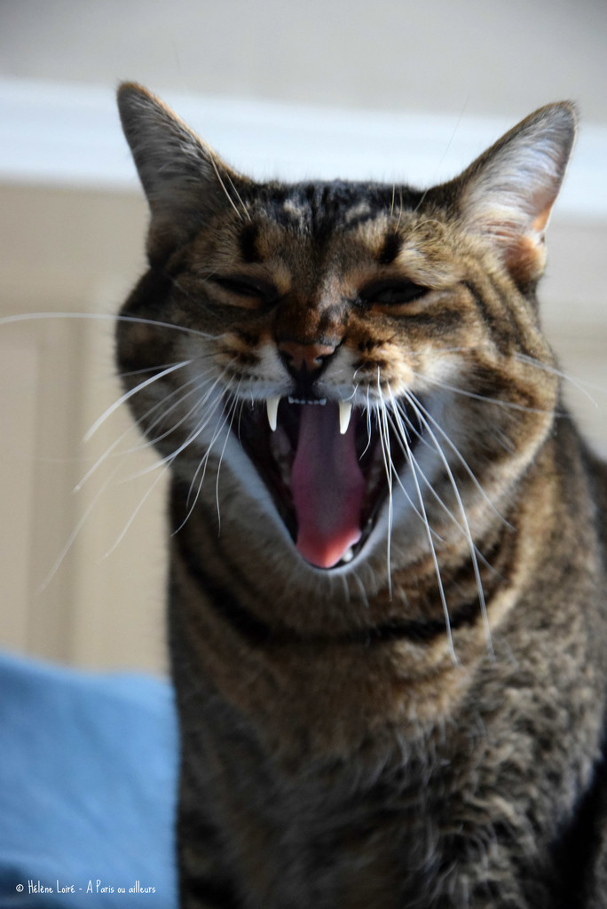 yawn by parisouailleurs