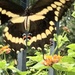 Butterfly Magnet by 365projectorgkaty2
