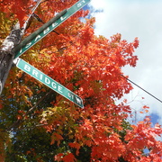 1st Oct 2020 - Autumn Colours