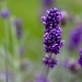 Lavender’s Purple..... by carole_sandford