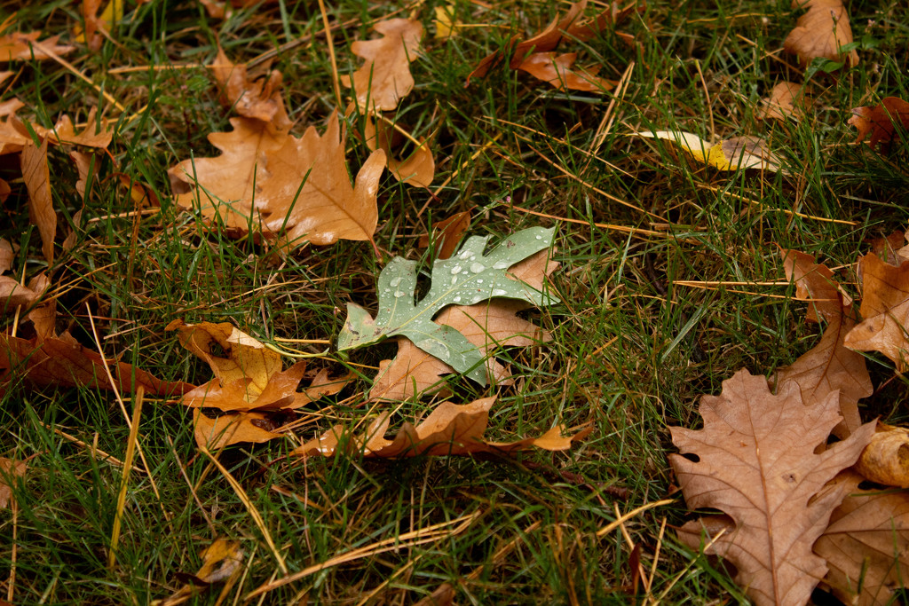 One Green Leaf by tdaug80