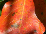 1st Oct 2020 - Orange Blackgum Leaf Closeup
