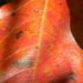 Orange Blackgum Leaf Closeup by sfeldphotos