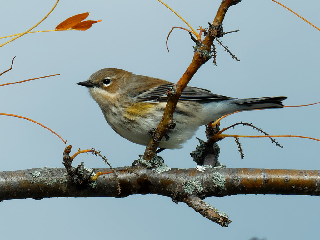 Yellow-rumped warbler by rminer