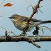 Yellow-rumped warbler by rminer