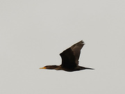 1st Oct 2020 - Double-crested cormorant