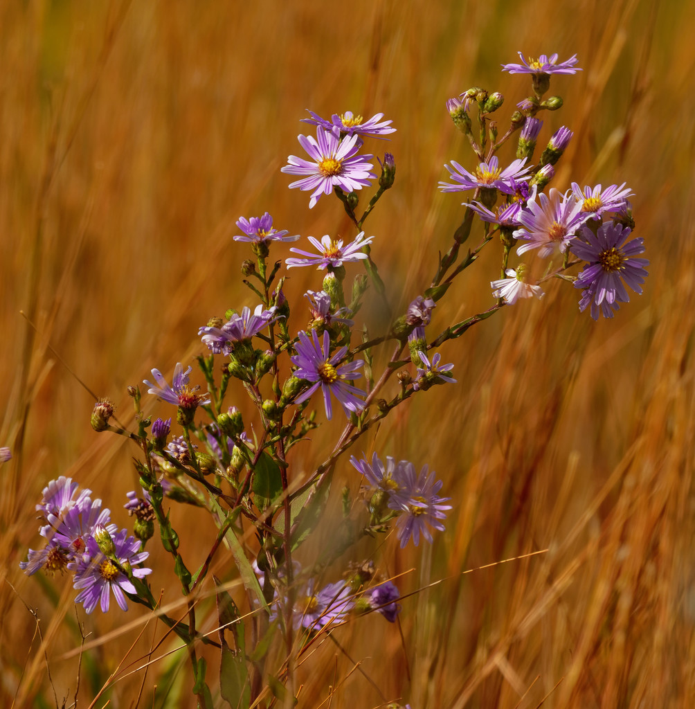 smooth blue asters by rminer