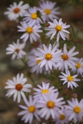 28th Sep 2020 - Wild Asters