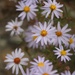 Wild Asters by paintdipper