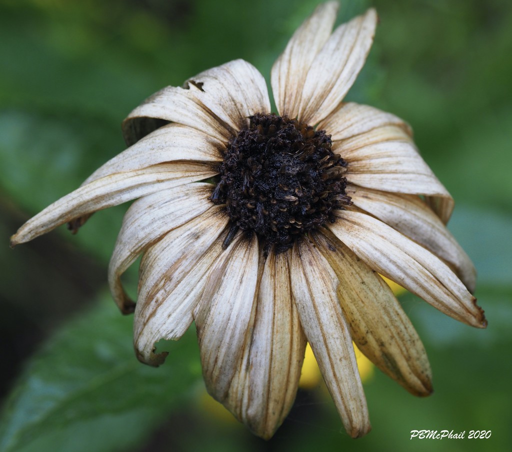 Dying Daisy by selkie
