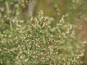 2nd Oct 2020 - Dog-fennel in bloom...