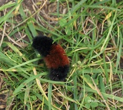 26th Sep 2020 - Two-Toned Caterpillar