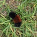 Two-Toned Caterpillar by selkie