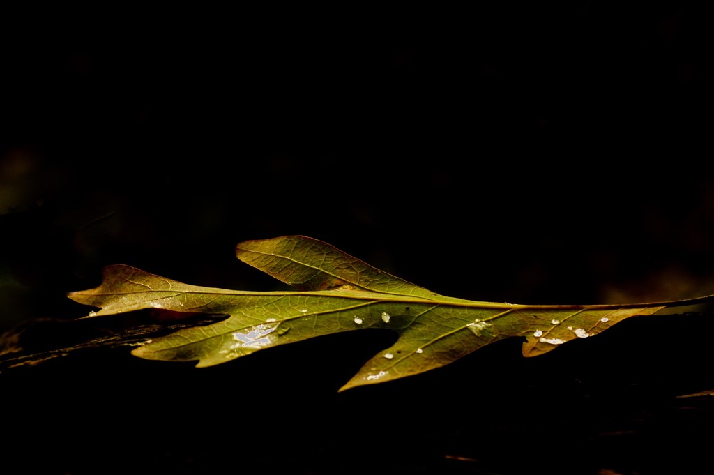 Leaf on Log by mzzhope