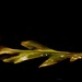 Leaf on Log by mzzhope
