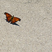 Eastern Comma Butterfly by lstasel