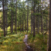 Tamarack Trail by tosee