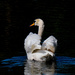 White swan by maureenpp