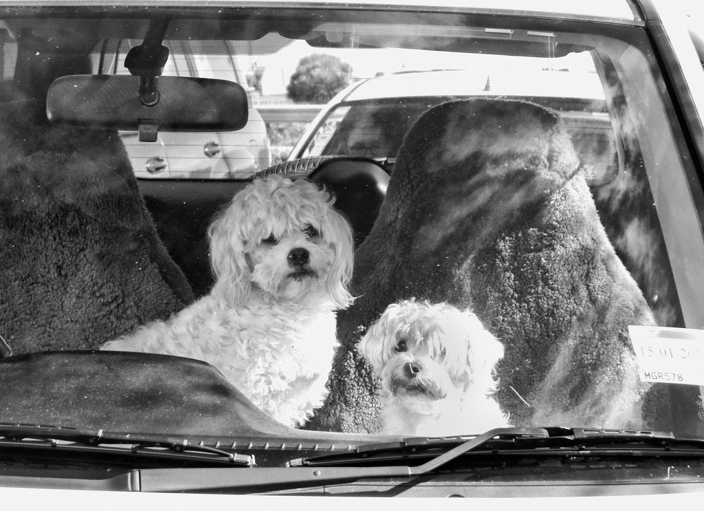 Dogs in  cars by kali66