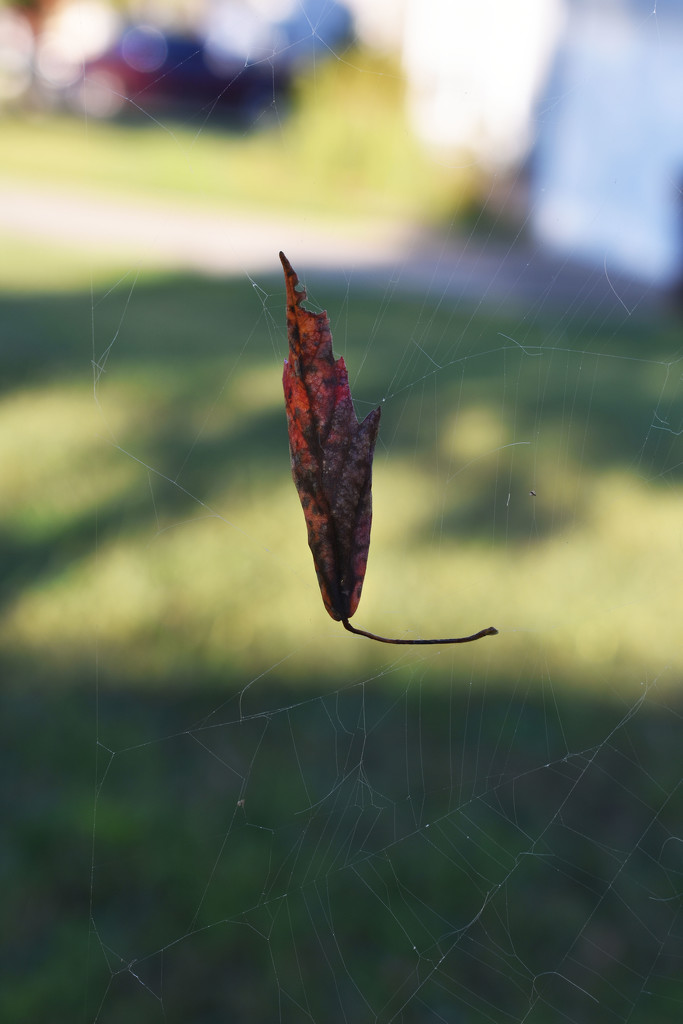 Caught in a web by homeschoolmom