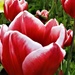 Tulips by sandradavies