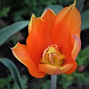 1st Oct 2020 - A tulip