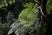1st Oct 2020 - Tree ferns 