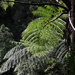 Tree ferns  by sandradavies