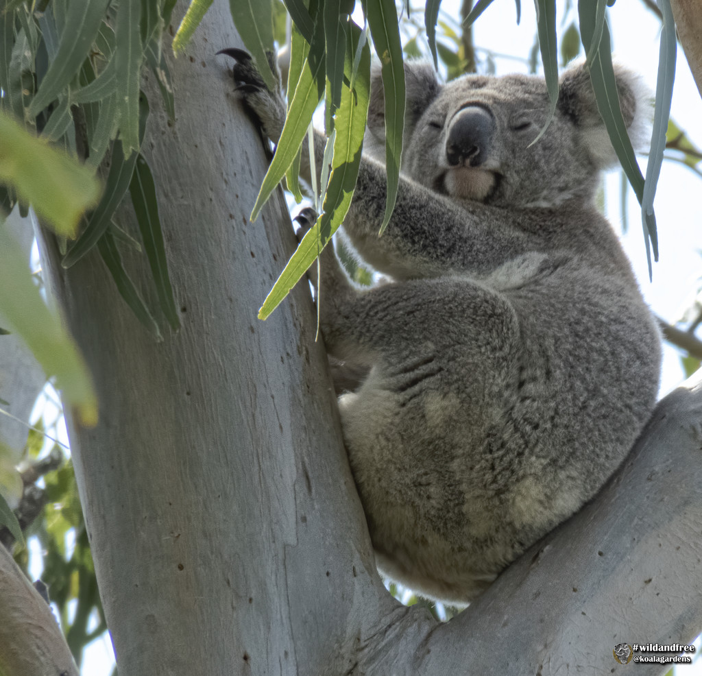 hey Swaggie by koalagardens