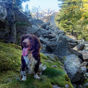 1st Oct 2020 - Jasper with a mountain to climb