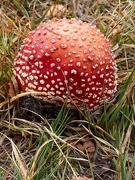 1st Oct 2020 - Fly Agaric