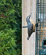 2nd Oct 2020 - Red Breasted Nuthatch