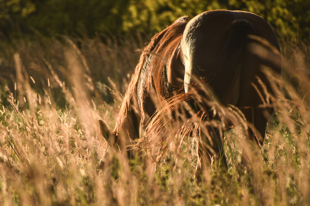 Golden Grasses and Winded Tail  by kareenking