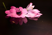 2nd Oct 2020 - Pink flowers afloat.......