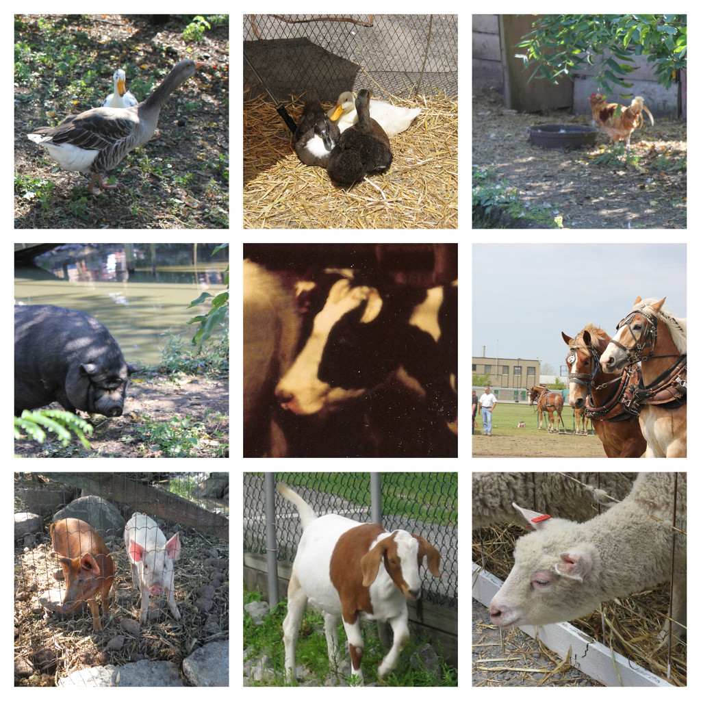 Farm Animals Day by spanishliz