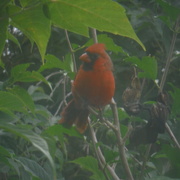 2nd Oct 2020 - Visitor Outside My Window