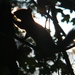 Squirrel Silhouette by sfeldphotos