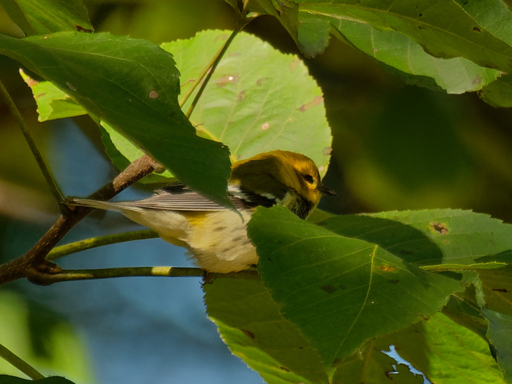 Black-throated green warbler by rminer