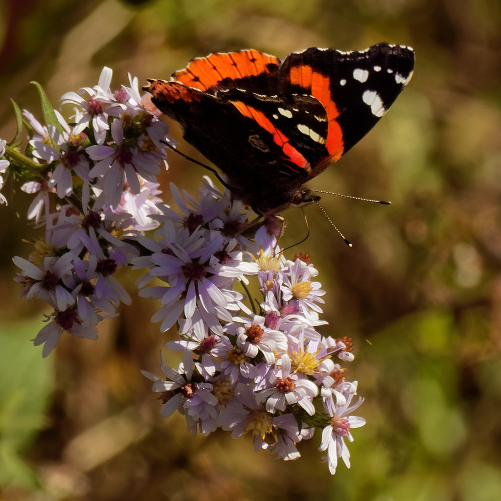 red admiral butterfly  by rminer