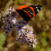 red admiral butterfly  by rminer