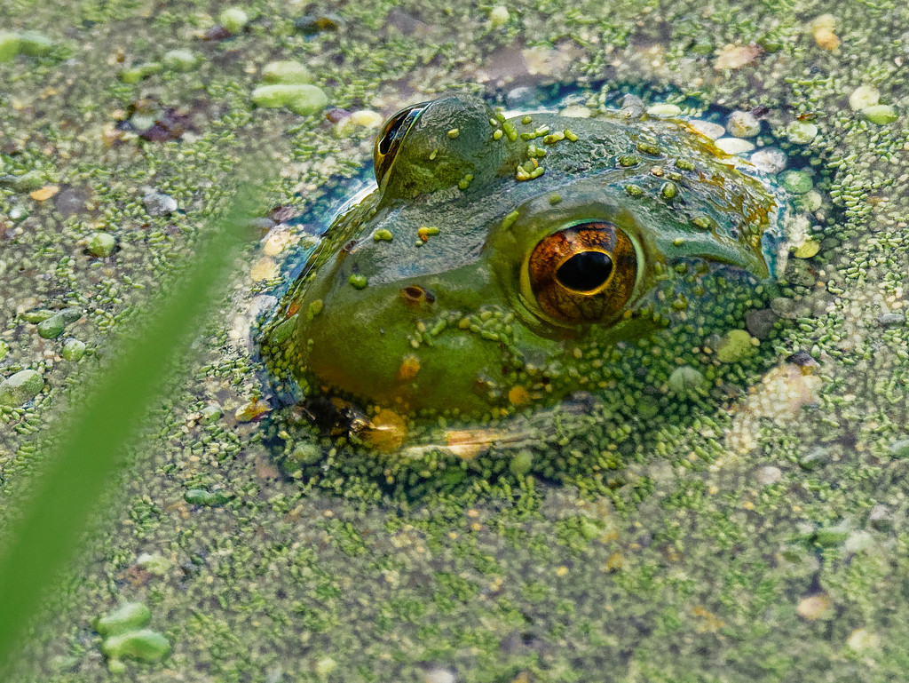 American bullfrog in blue water by rminer