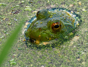 2nd Oct 2020 - American bullfrog in blue water