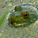 American bullfrog in blue water by rminer