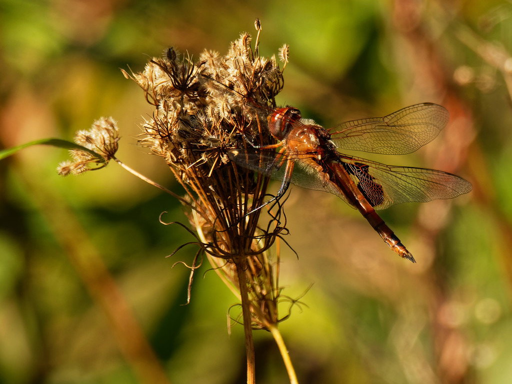 Red saddlebags by rminer